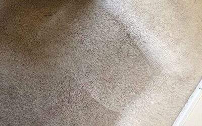Why Wait for Spring Cleaning? Start your Year off Right with a Carpet Cleaning