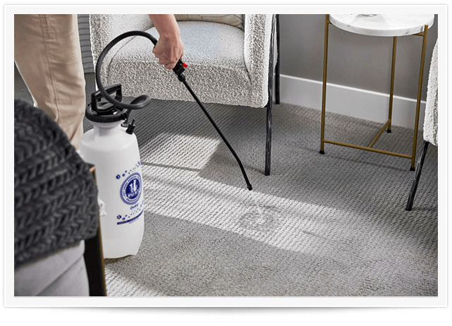 pet urine removal treatment on a gray carpet