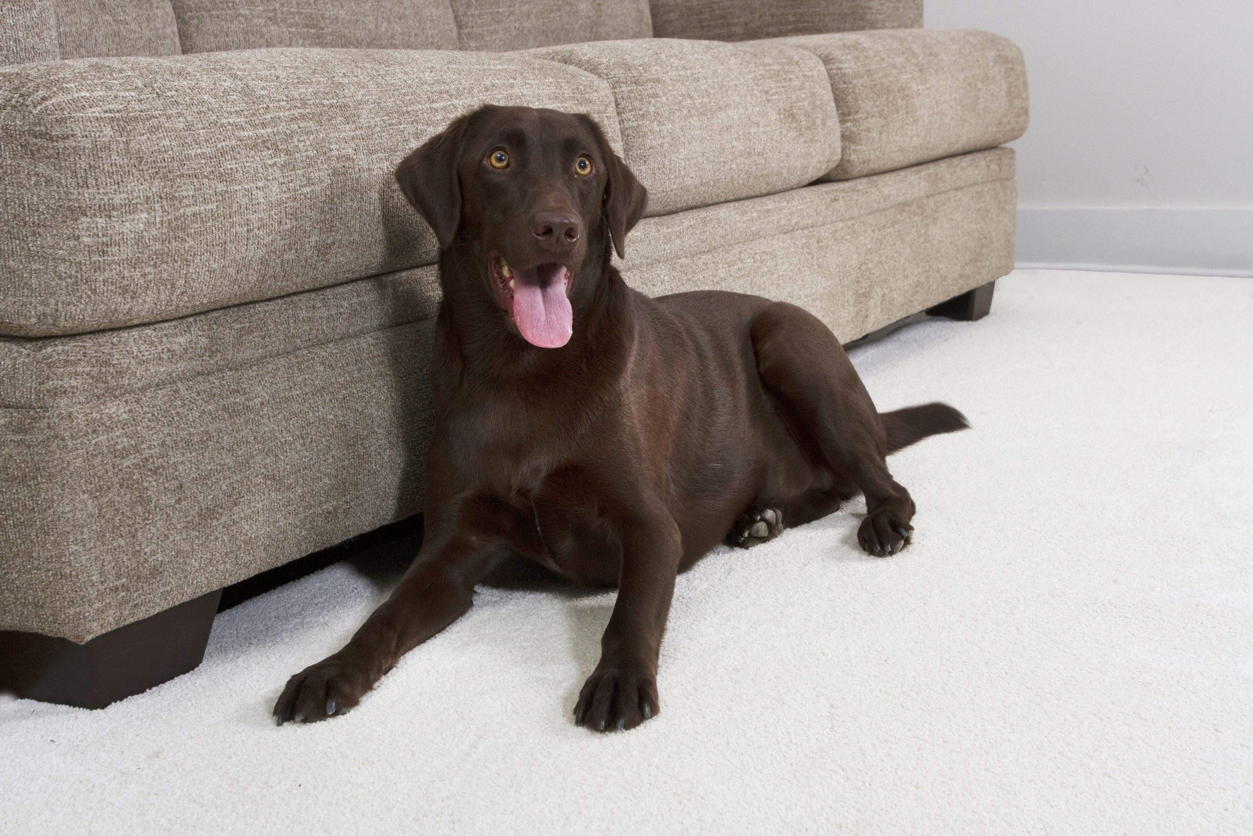 brown dog on carpet 