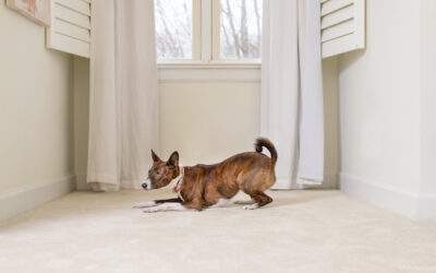 Pet Odors, Stains & Messes: Chem-Dry of Sioux Falls Shares Carpet Care Essentials