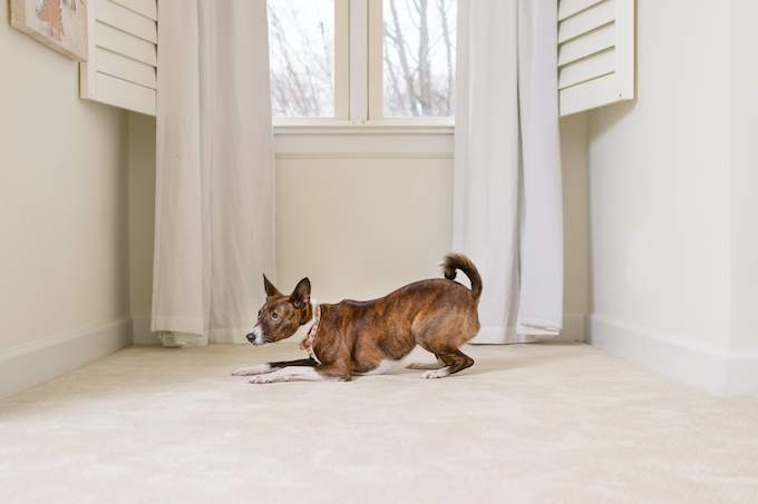 dog on carpet