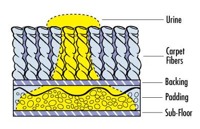 how urine spreads