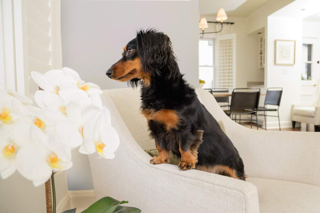 dog on upholstered chair